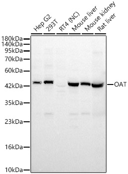 OAT Polyclonal Antibody
