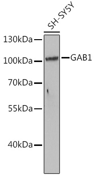 GAB1 Polyclonal Antibody