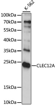 CLEC12A Polyclonal Antibody
