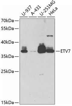 ETV7 Polyclonal Antibody
