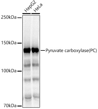 Pyruvate carboxylase (PC) Polyclonal Antibody