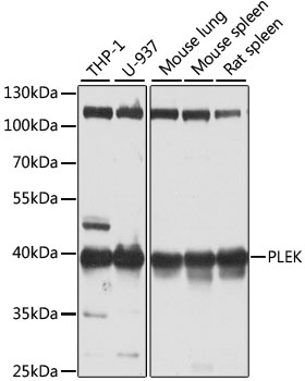 PLEK Polyclonal Antibody