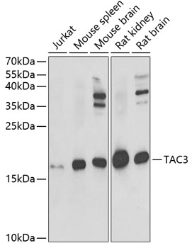 TAC3 Polyclonal Antibody