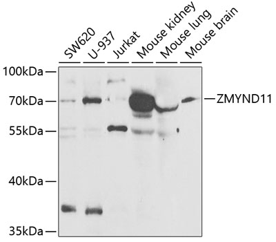 ZMYND11 Polyclonal Antibody