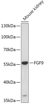 FGF9 Polyclonal Antibody