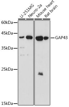 GAP43 Polyclonal Antibody