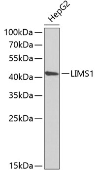 LIMS1 Polyclonal Antibody