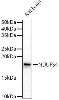 NDUFS4 Polyclonal Antibody
