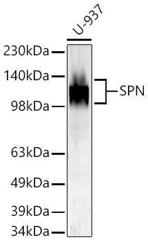 SPN Polyclonal Antibody