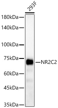 NR2C2 Polyclonal Antibody