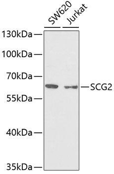 SCG2 Polyclonal Antibody