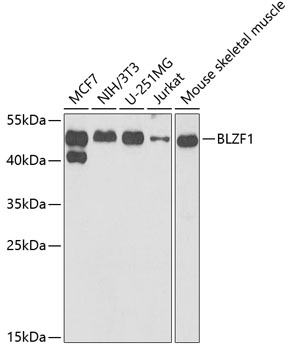 BLZF1 Polyclonal Antibody