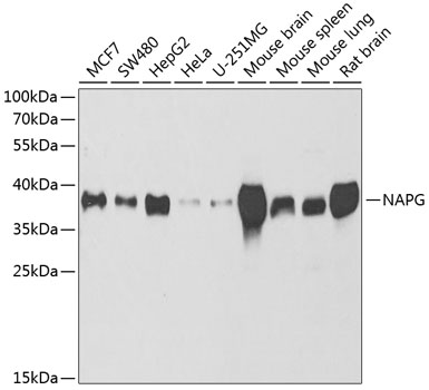 NAPG Polyclonal Antibody