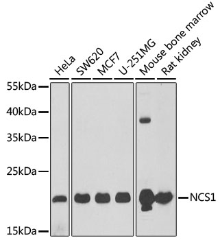 NCS1 Polyclonal Antibody
