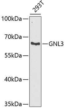 GNL3 Polyclonal Antibody