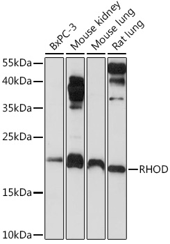RHOD Polyclonal Antibody