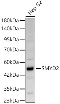 SMYD2 Polyclonal Antibody