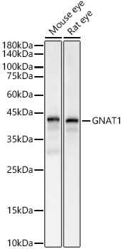 GNAT1 Polyclonal Antibody
