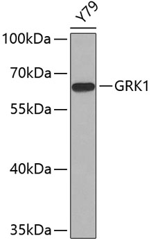 GRK1 Polyclonal Antibody