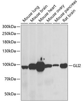 GLI2 Polyclonal Antibody