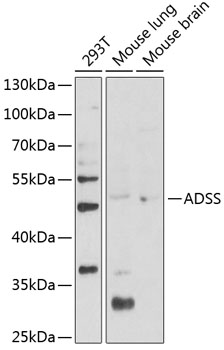 ADSS Polyclonal Antibody