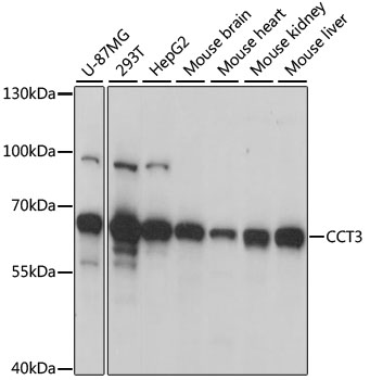CCT3 Polyclonal Antibody