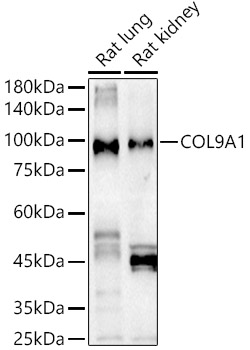 COL9A1 Polyclonal Antibody