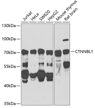 CTNNBL1 Polyclonal Antibody