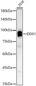 DDX1 Polyclonal Antibody
