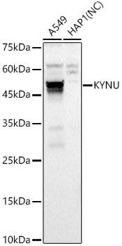 KYNU Polyclonal Antibody