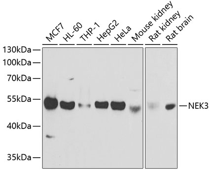 NEK3 Polyclonal Antibody