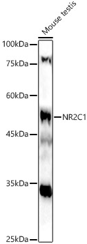 NR2C1 Polyclonal Antibody