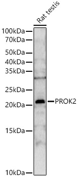 PROK2 Polyclonal Antibody