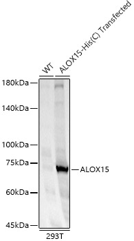 ALOX15 Polyclonal Antibody