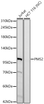 PMS2 Monoclonal Antibody [6Y1O8]