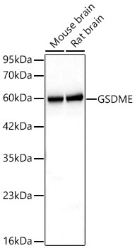 GSDME (Full Length+N terminal) Monoclonal Antibody [4D6V10]