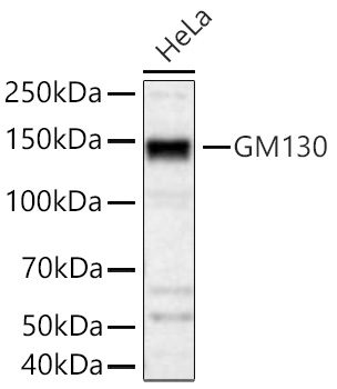 GM130 Monoclonal Antibody [8W4A3]