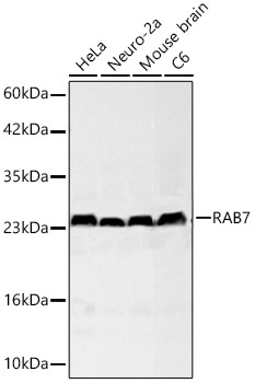 RAB7 Monoclonal Antibody [5A10A4]