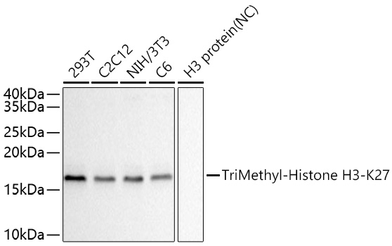 TriMethyl-Histone H3-K27 Monoclonal Antibody [3D2Z4]