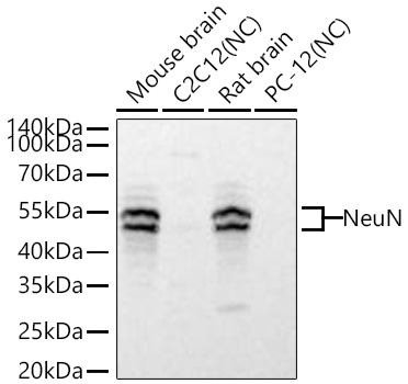 NeuN Monoclonal Antibody [2F9F0]