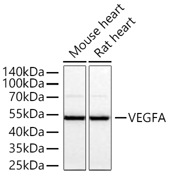 VEGFA Monoclonal Antibody [9P0F4]