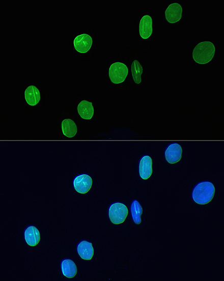 Lamin A/C Monoclonal Antibody [4L8Q0]