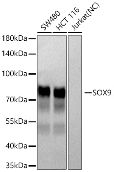 SOX9 Monoclonal Antibody [5Y4J8]