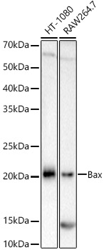 Bax Monoclonal Antibody