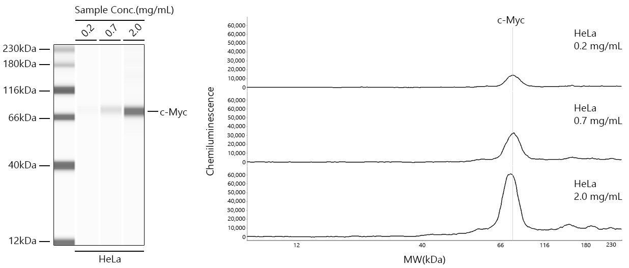 c-Myc Monoclonal Antibody [2O3U10]