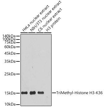 TriMethyl-Histone H3-K36 Monoclonal Antibody [7W5T2]