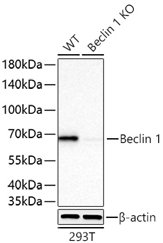 Beclin 1 Monoclonal Antibody [9D8K9]