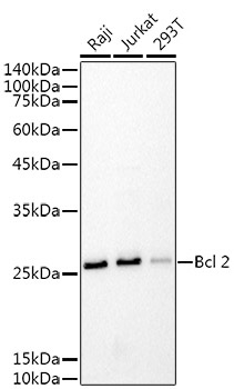 Bcl-2 Monoclonal Antibody [10D7M4]