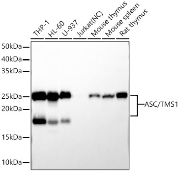 ASC/TMS1 Monoclonal Antibody [7Y8A7]