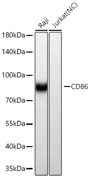 CD86 Monoclonal Antibody [6I3G3]